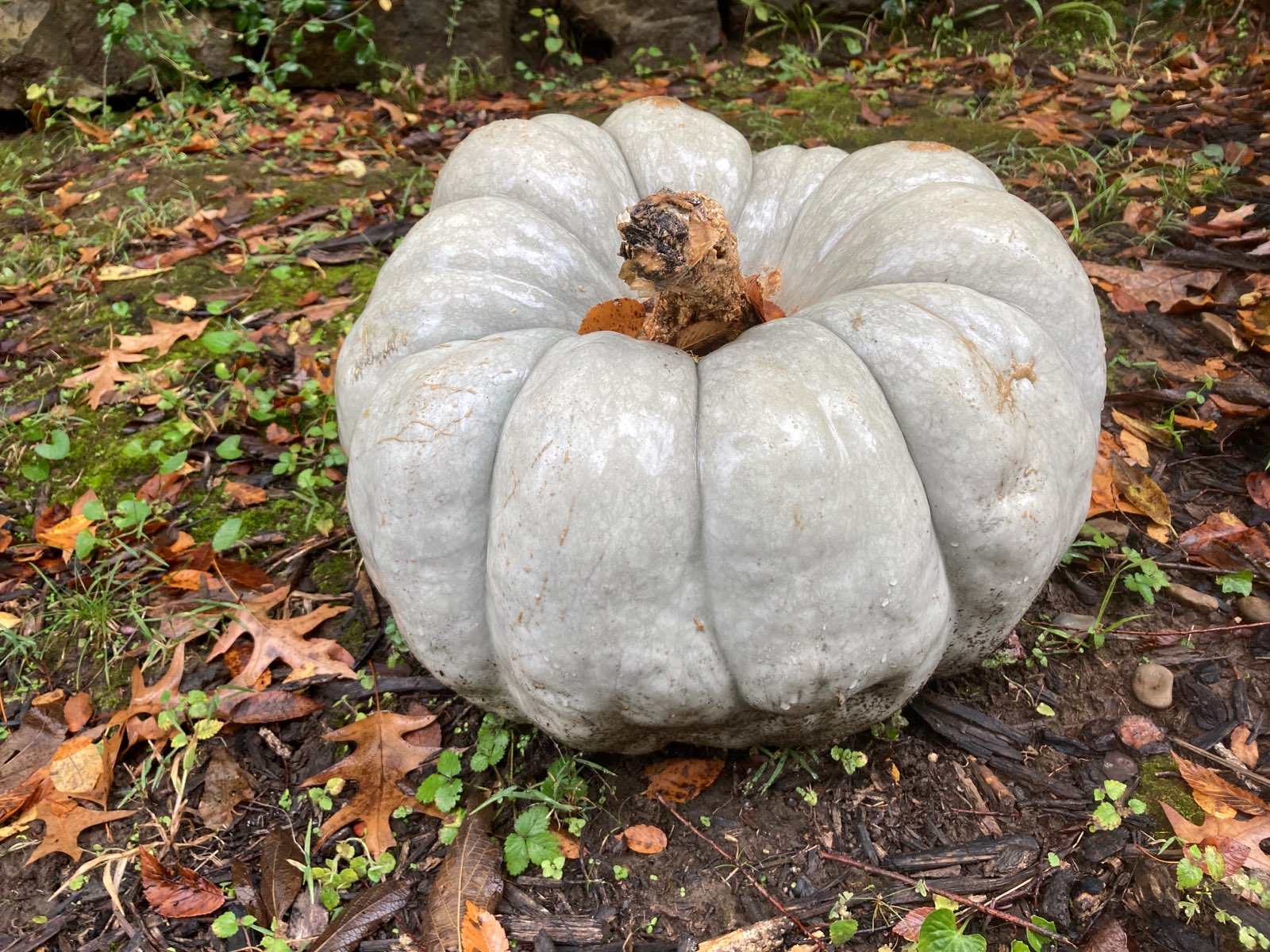 Cucurbita maxima “Jarrahdale;” Blue Pumpkin, Gray Pumpkin